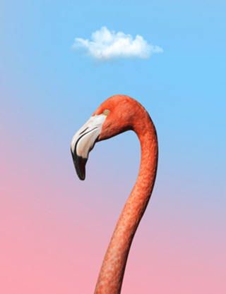 RM98 - Flamingo