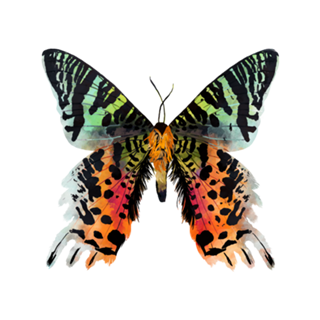 Lepidoptera 5