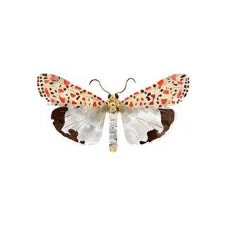Lepidoptera 23