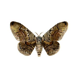 Lepidoptera 26