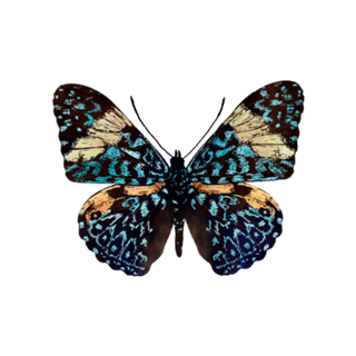 Lepidoptera 29