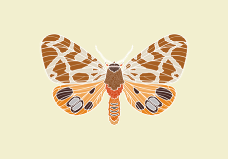 Borboleta Tigresa