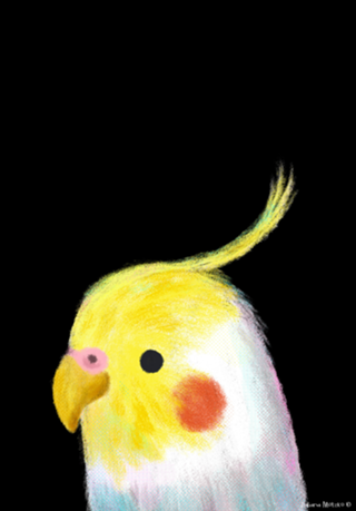 Calopsita - Retrato