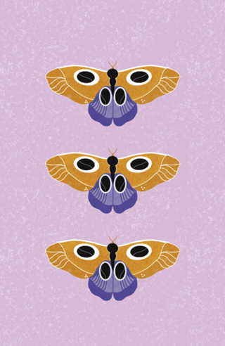 Case borboleta