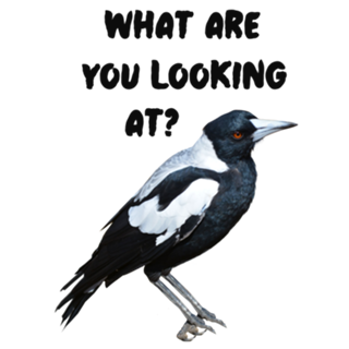 Magpie