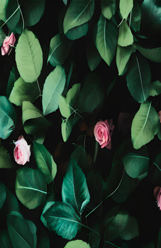 Folhas E rosas