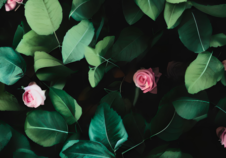 Folhas E rosas