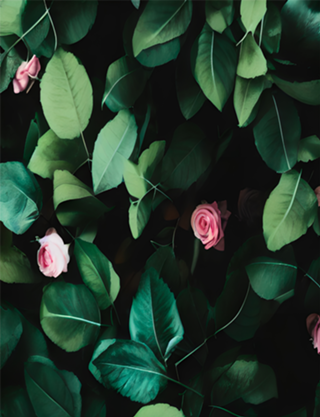 Folhas E rosas
