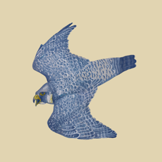 Peregrino