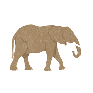 Elefante Spirit Animal