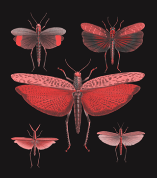 Metamorfose
