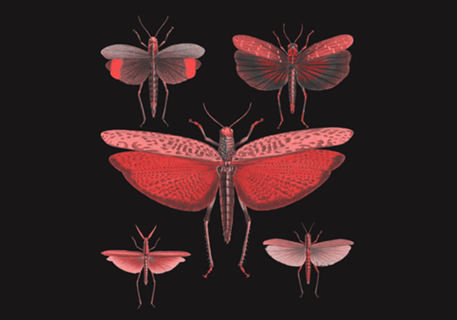 Metamorfose