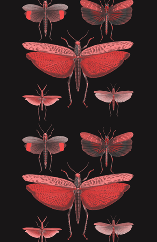 Metamorfose