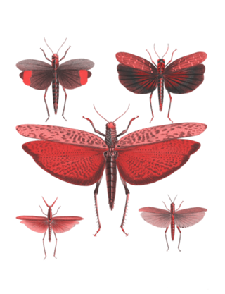 Metamorfose