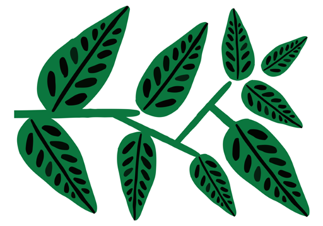 Plantas 1