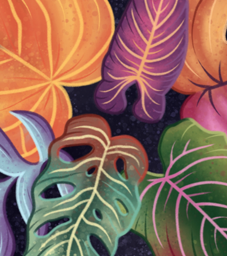Colorful philodendron leaves