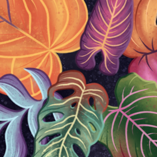 Colorful philodendron leaves