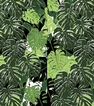 Folhas Tropicais de Monstera