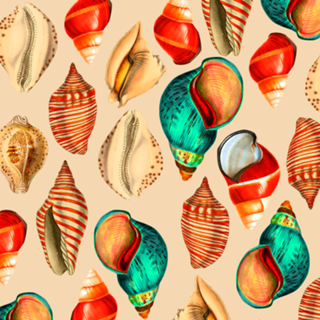 Seashell