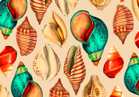 Seashell