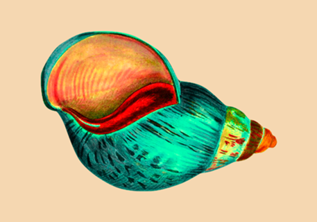 Concha IV