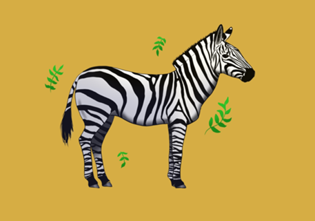 Zebra