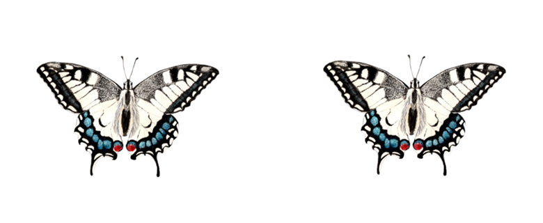Borboleta