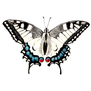 Borboleta