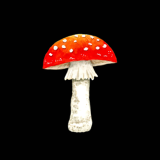 Amanita muscaria