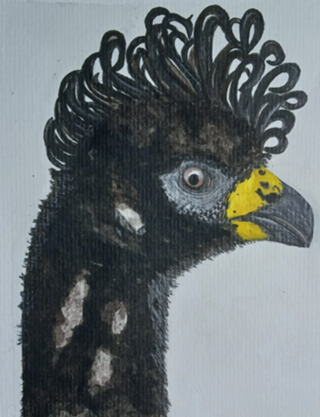 Mutum-de-penacho