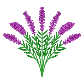 Lavanda