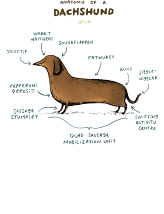 O Guia Científico do Salsicha Mais Amado do Mundo