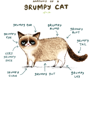 Anatomia Científica do Gato Mais Raivoso da Net