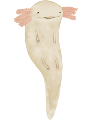 Axolotl - O Bichinho Aquático Mais Fofo