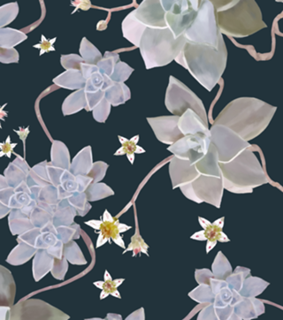 Echeveria