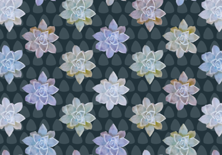 Echeveria