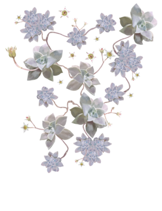 Echeveria