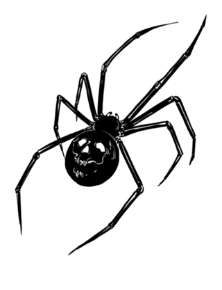 Spider Skull