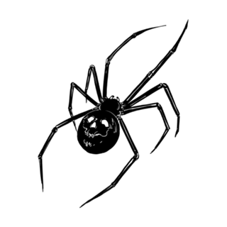 Spider Skull