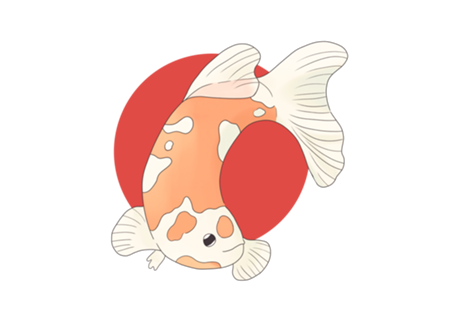 Carpa Nishikigoi Kohaku - Koi