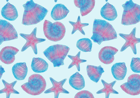 Conchas do mar