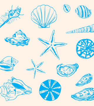 Conchas Costeiras e Estrelas-do-Mar em Linha