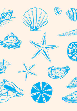 Conchas Costeiras e Estrelas-do-Mar em Linha