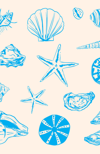 Conchas Costeiras e Estrelas-do-Mar em Linha