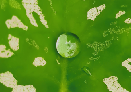 Folha e gota de chuva