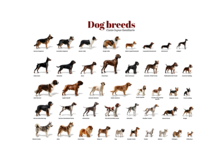 Dog breeds