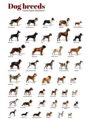 Dog breeds