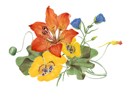 Hibisco