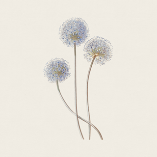 Flor de Alho