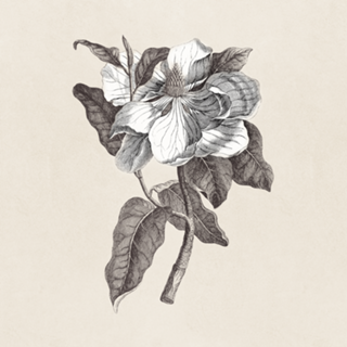 Flor de Magnólia